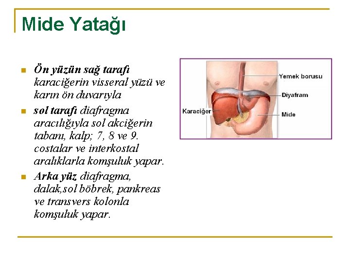 Mide Yatağı n n n Ön yüzün sağ tarafı karaciğerin visseral yüzü ve karın