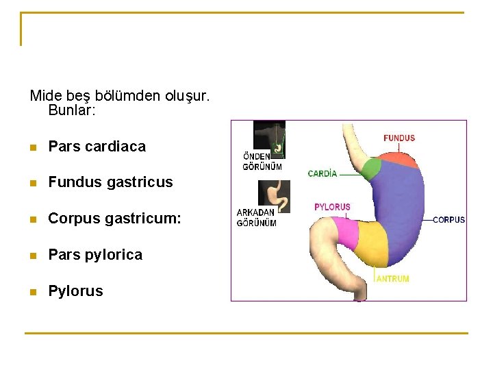 Mide beş bölümden oluşur. Bunlar: n Pars cardiaca n Fundus gastricus n Corpus gastricum: