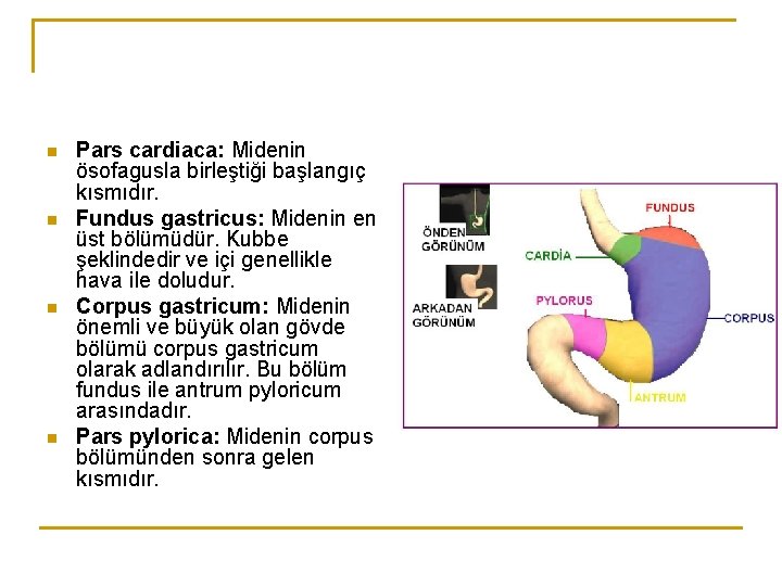 n n Pars cardiaca: Midenin ösofagusla birleştiği başlangıç kısmıdır. Fundus gastricus: Midenin en üst