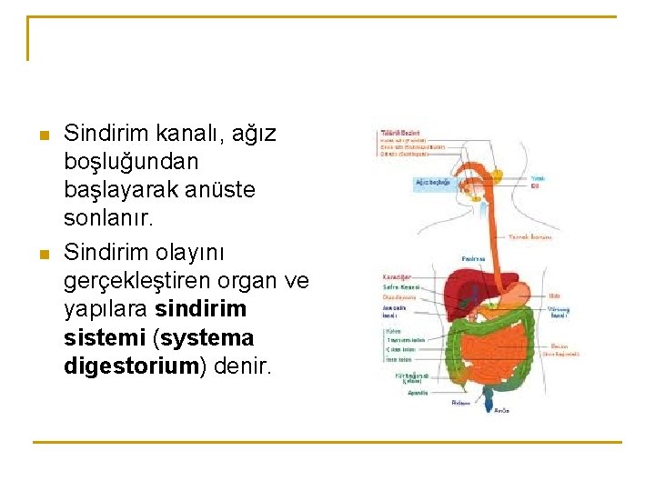 n n Sindirim kanalı, ağız boşluğundan başlayarak anüste sonlanır. Sindirim olayını gerçekleştiren organ ve