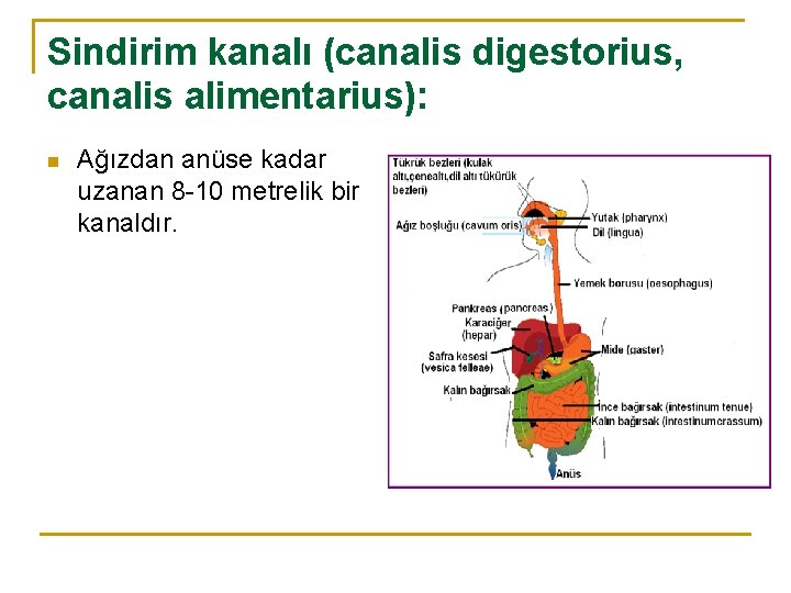 Sindirim kanalı (canalis digestorius, canalis alimentarius): n Ağızdan anüse kadar uzanan 8 -10 metrelik