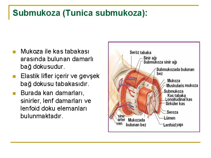 Submukoza (Tunica submukoza): n n n Mukoza ile kas tabakası arasında bulunan damarlı bağ