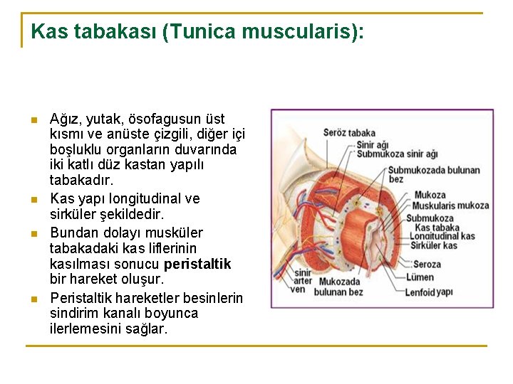 Kas tabakası (Tunica muscularis): n n Ağız, yutak, ösofagusun üst kısmı ve anüste çizgili,