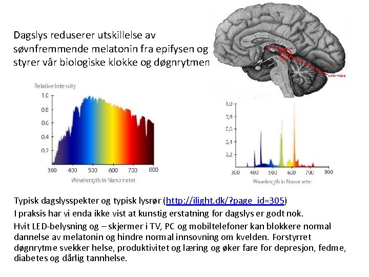 Dagslys reduserer utskillelse av søvnfremmende melatonin fra epifysen og styrer vår biologiske klokke og