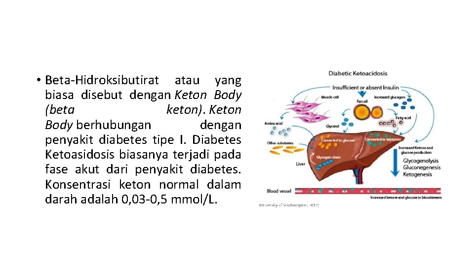  • Beta-Hidroksibutirat atau yang biasa disebut dengan Keton Body (beta keton). Keton Body