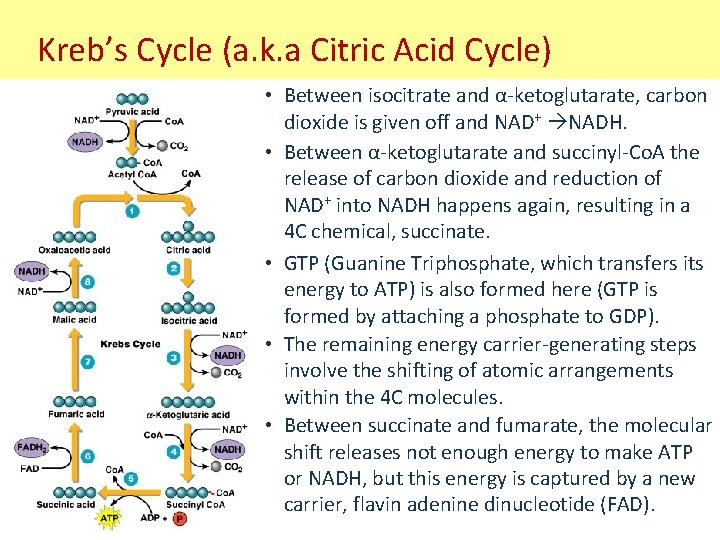 Kreb’s Cycle (a. k. a Citric Acid Cycle) • Between isocitrate and α-ketoglutarate, carbon