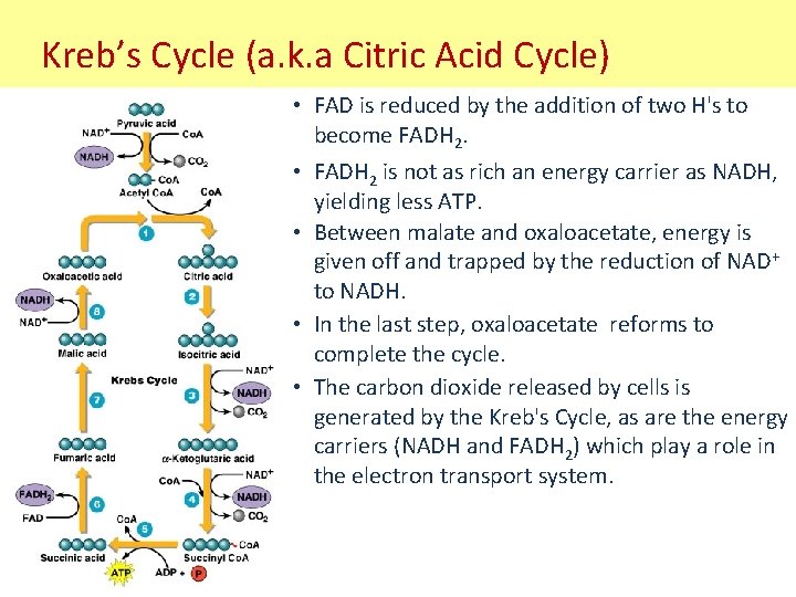 Kreb’s Cycle (a. k. a Citric Acid Cycle) • FAD is reduced by the