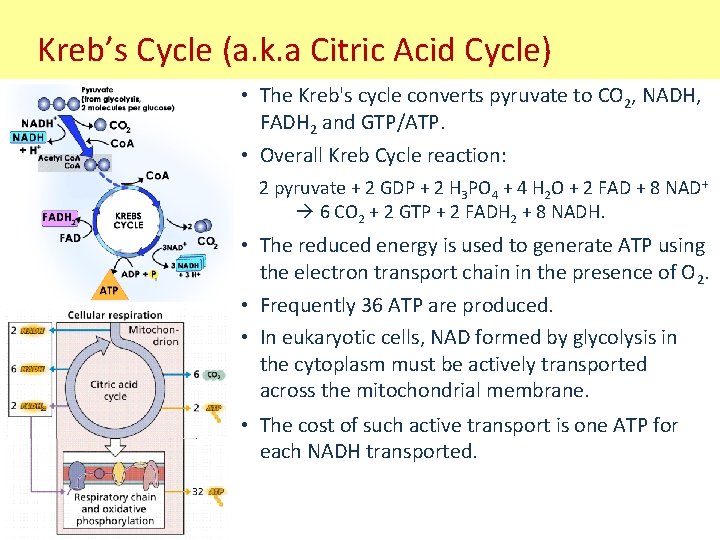 Kreb’s Cycle (a. k. a Citric Acid Cycle) • The Kreb's cycle converts pyruvate
