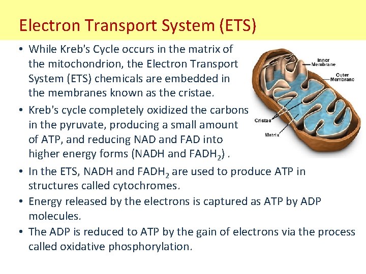 Electron Transport System (ETS) • While Kreb's Cycle occurs in the matrix of the