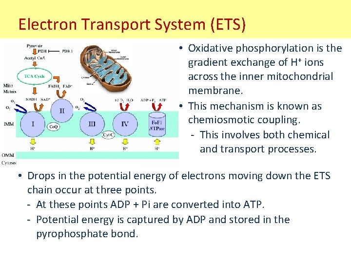 Electron Transport System (ETS) • Oxidative phosphorylation is the gradient exchange of H+ ions