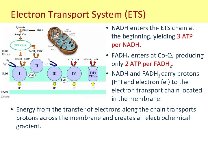 Electron Transport System (ETS) • NADH enters the ETS chain at the beginning, yielding