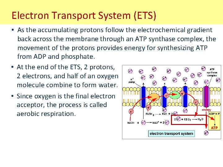 Electron Transport System (ETS) • As the accumulating protons follow the electrochemical gradient back