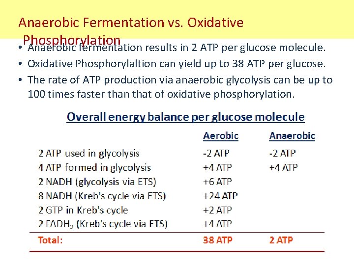 Anaerobic Fermentation vs. Oxidative Phosphorylation • Anaerobic fermentation results in 2 ATP per glucose
