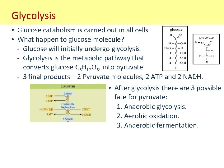 Glycolysis • Glucose catabolism is carried out in all cells. • What happen to
