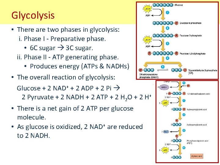 Glycolysis • There are two phases in glycolysis: i. Phase I - Preparative phase.