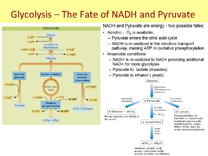 Glycolysis – The Fate of NADH and Pyruvate 