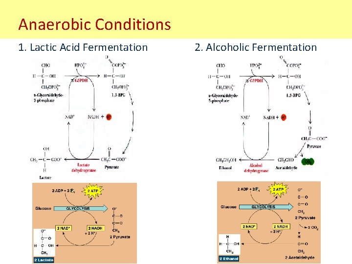 Anaerobic Conditions 1. Lactic Acid Fermentation 2. Alcoholic Fermentation 