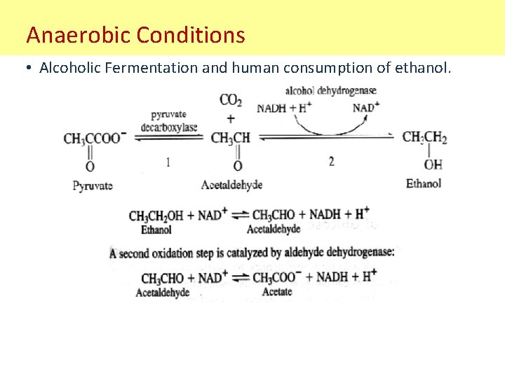 Anaerobic Conditions • Alcoholic Fermentation and human consumption of ethanol. 