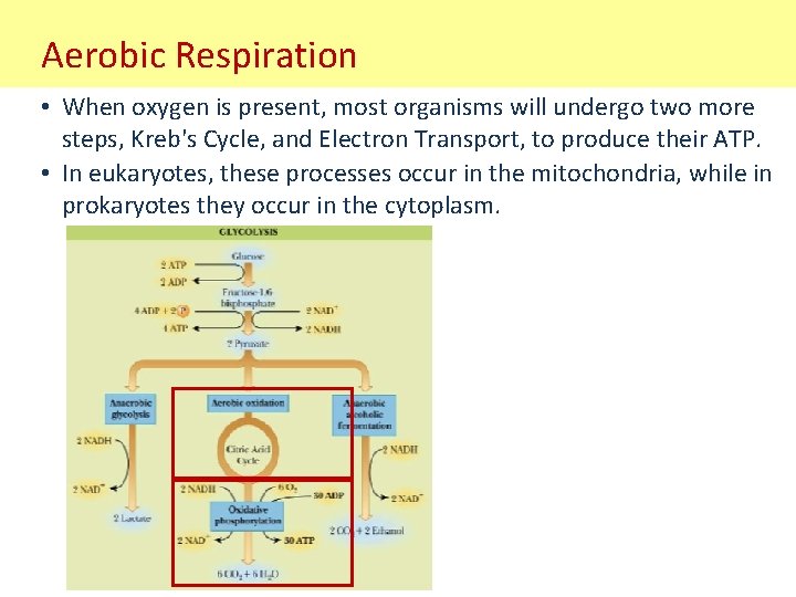 Aerobic Respiration • When oxygen is present, most organisms will undergo two more steps,