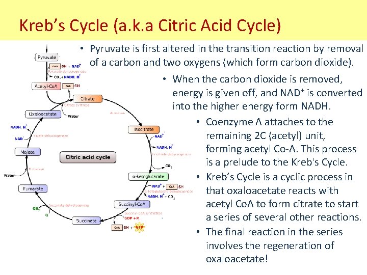 Kreb’s Cycle (a. k. a Citric Acid Cycle) • Pyruvate is first altered in