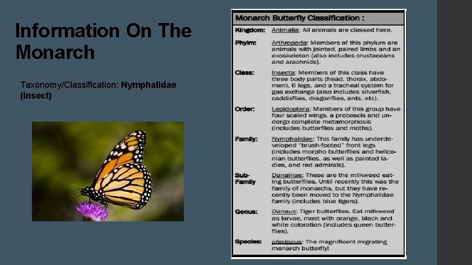 Information On The Monarch Taxonomy/Classification: Nymphalidae (Insect) 