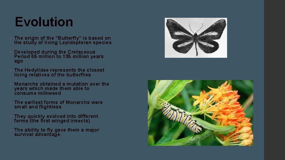 Evolution • The origin of the "Butterfly" is based on the study of living