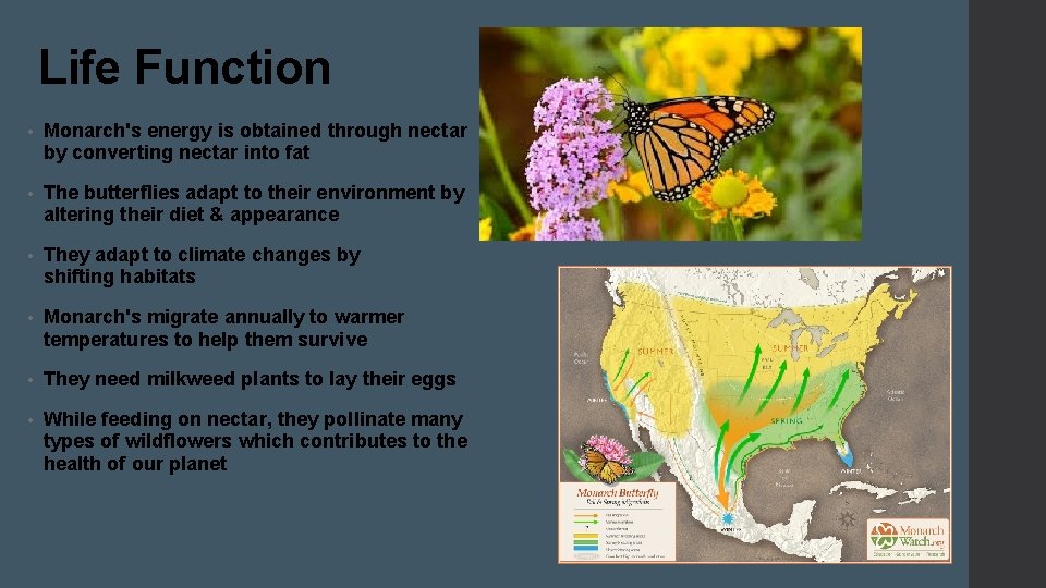 Life Function • Monarch's energy is obtained through nectar by converting nectar into fat