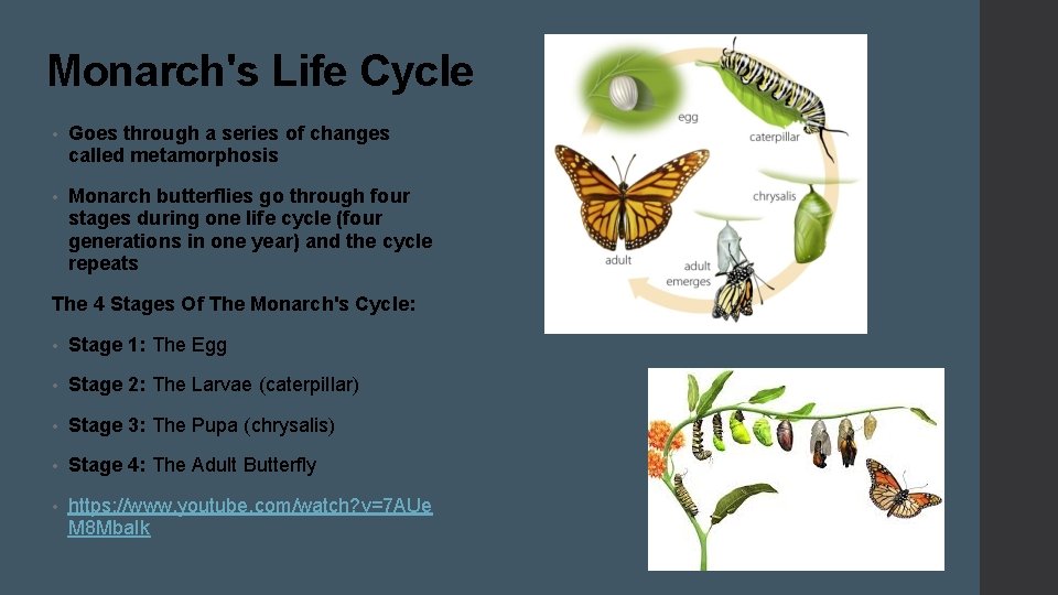 Monarch's Life Cycle • Goes through a series of changes called metamorphosis • Monarch