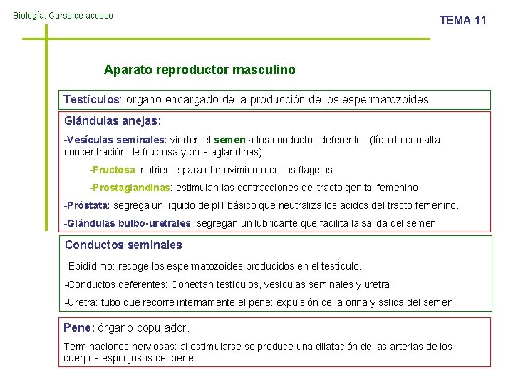Biología. Curso de acceso TEMA 11 Aparato reproductor masculino Testículos: órgano encargado de la