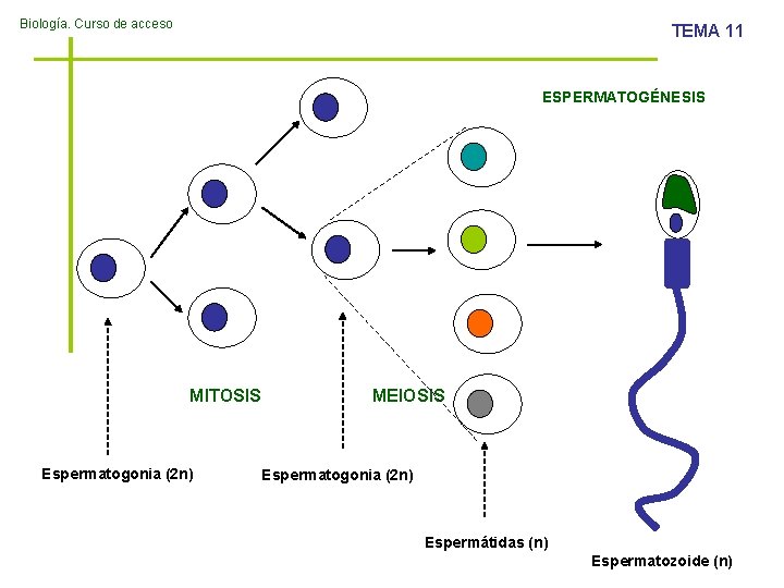 Biología. Curso de acceso TEMA 11 ESPERMATOGÉNESIS MITOSIS Espermatogonia (2 n) MEIOSIS Espermatogonia (2