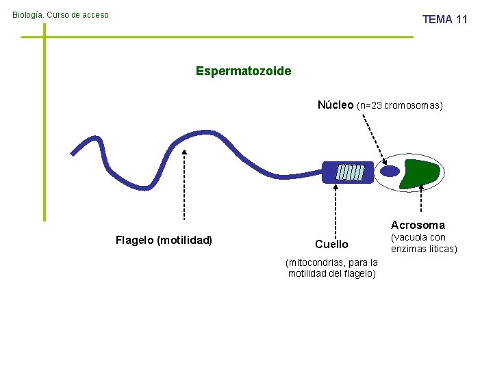 Biología. Curso de acceso TEMA 11 Espermatozoide Núcleo (n=23 cromosomas) Acrosoma Flagelo (motilidad) Cuello
