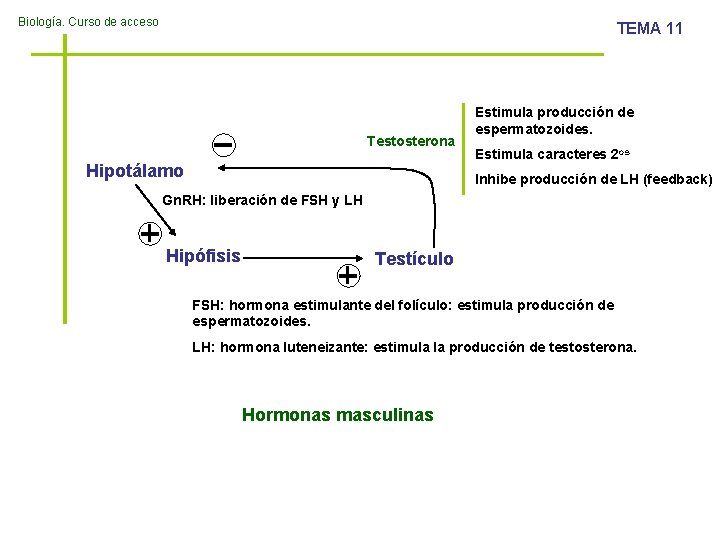 Biología. Curso de acceso TEMA 11 Testosterona Hipotálamo Estimula producción de espermatozoides. Estimula caracteres