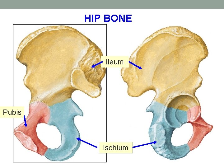 HIP BONE Ileum Pubis Ischium 