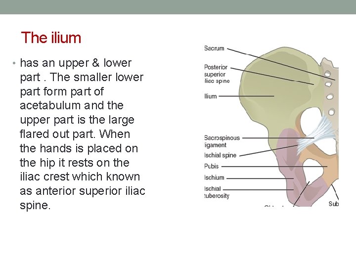 The ilium • has an upper & lower part. The smaller lower part form