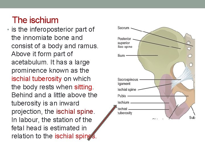 The ischium • is the inferoposterior part of the innomiate bone and consist of