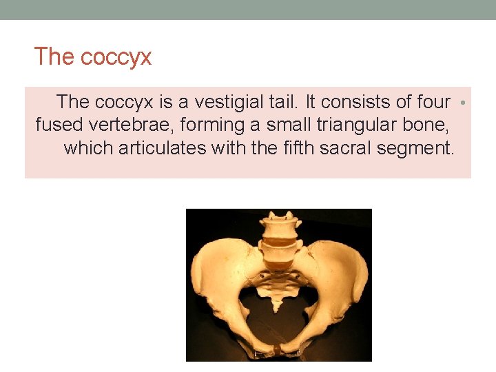 The coccyx is a vestigial tail. It consists of four • fused vertebrae, forming