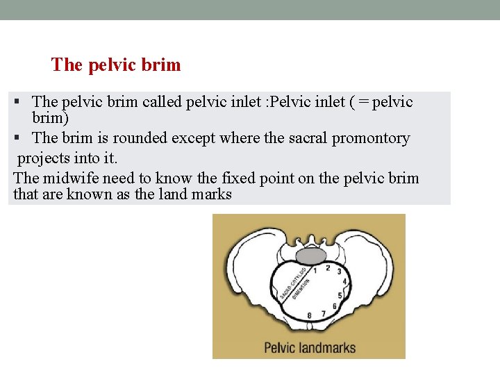 The pelvic brim § The pelvic brim called pelvic inlet : Pelvic inlet (