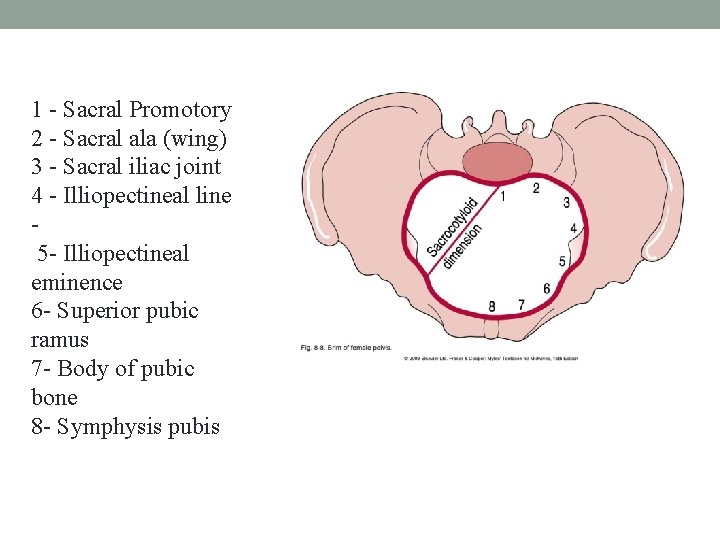 1 - Sacral Promotory 2 - Sacral ala (wing) 3 - Sacral iliac joint