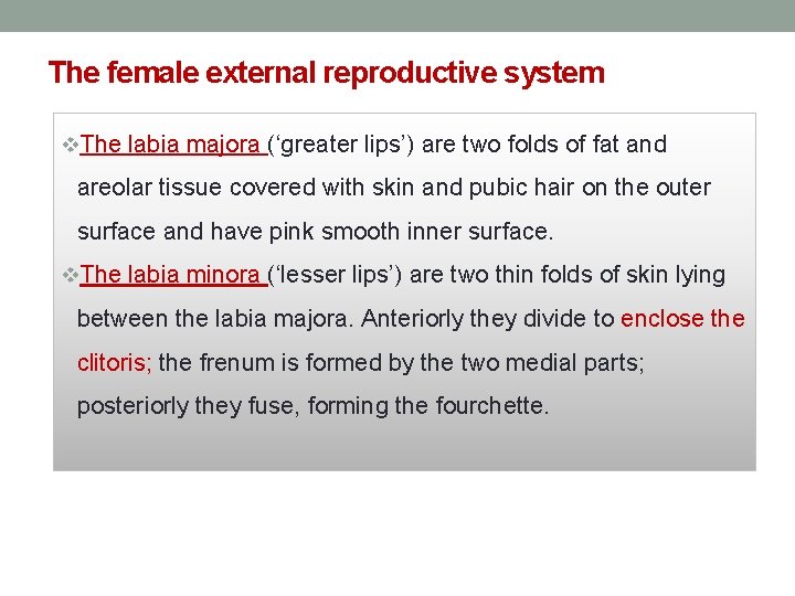 The female external reproductive system v. The labia majora (‘greater lips’) are two folds