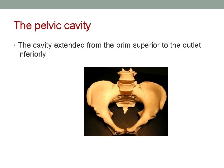 The pelvic cavity • The cavity extended from the brim superior to the outlet