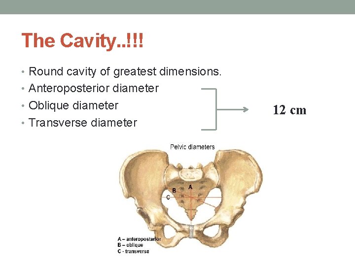The Cavity. . !!! • Round cavity of greatest dimensions. • Anteroposterior diameter •