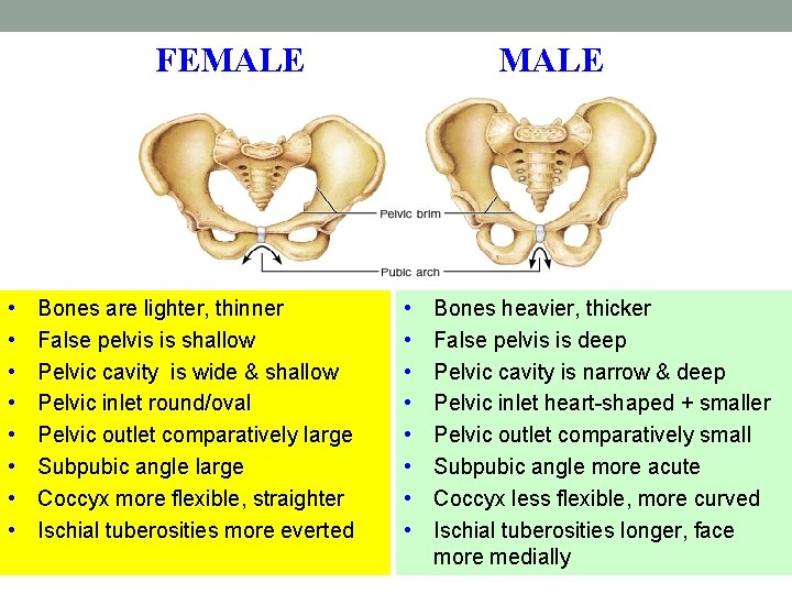 FEMALE • • Bones are lighter, thinner False pelvis is shallow Pelvic cavity is