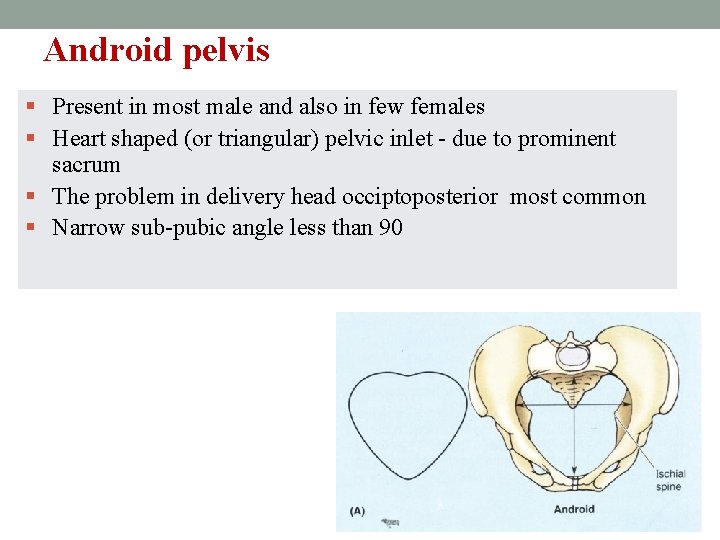Android pelvis § Present in most male and also in few females § Heart