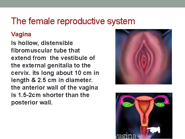 The female reproductive system Vagina Is hollow, distensible fibromuscular tube that extend from the