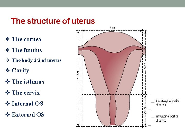 The structure of uterus v The cornea v The fundus v The body 2/3