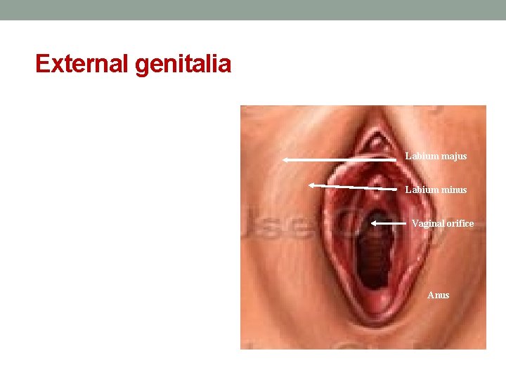External genitalia mons pubis Labium majus Labium minus Urethral orifice Vaginal vestibule Perineal body