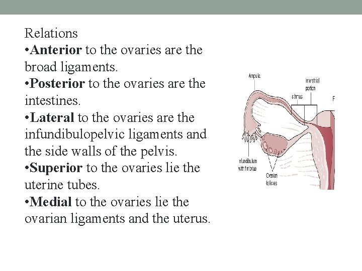 Relations • Anterior to the ovaries are the broad ligaments. • Posterior to the