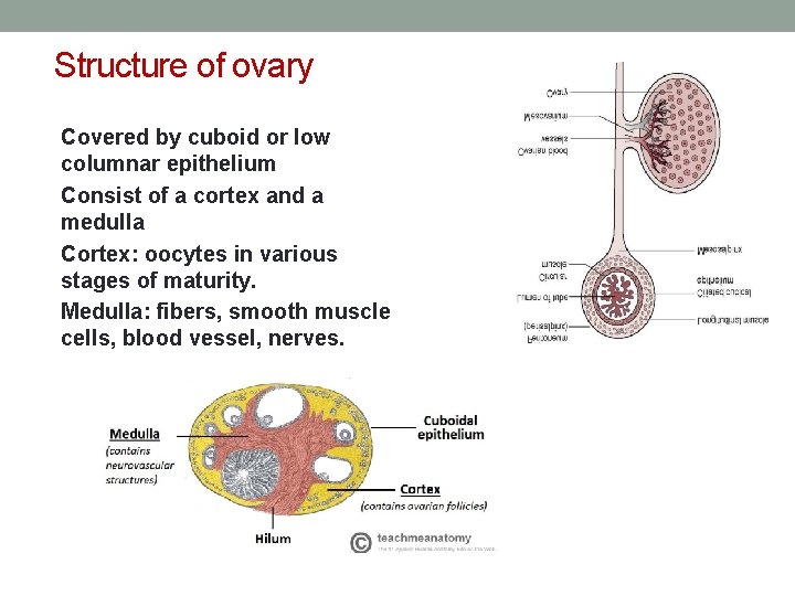 Structure of ovary Covered by cuboid or low columnar epithelium Consist of a cortex