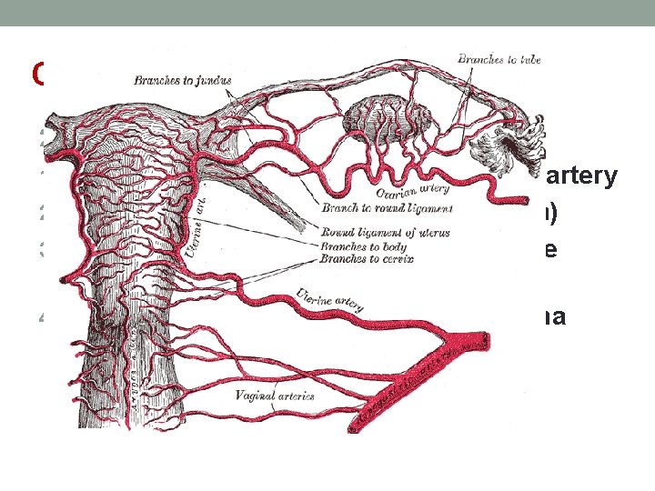 Cont, 2. The uterine artery 1) a terminal branch of the hypogastric artery Cross