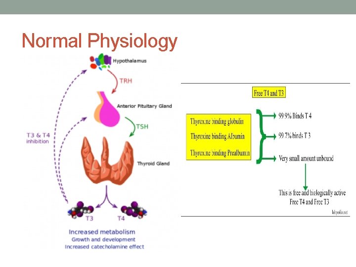 Normal Physiology 